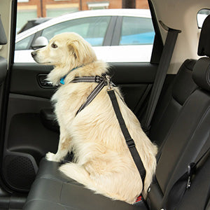 Car Safety Belt